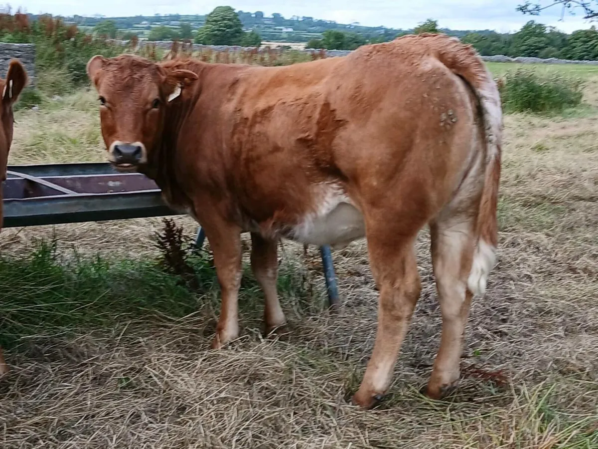 2 Super Roan Limousin Heifers - Image 4