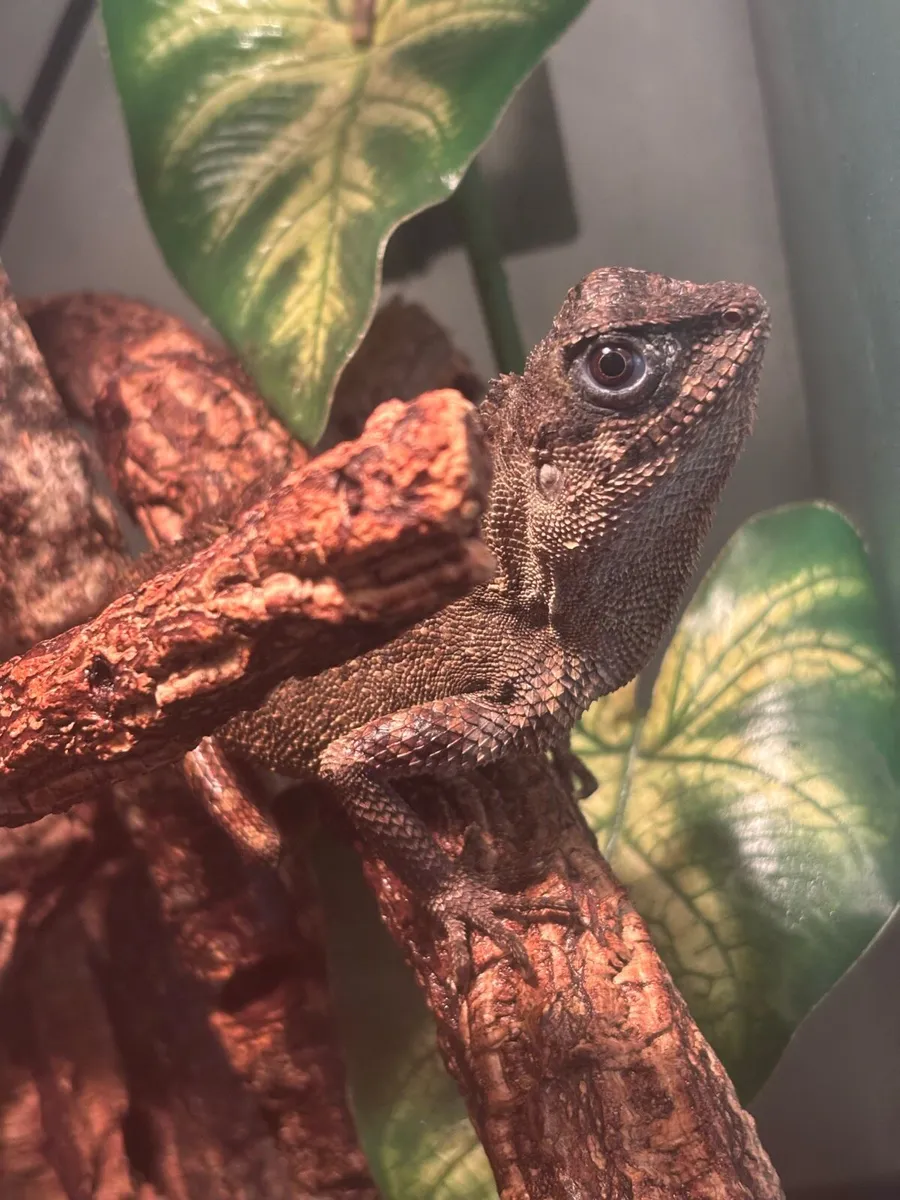 Female mountain horned dragon - Image 1