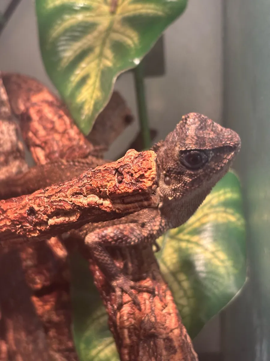 Female mountain horned dragon - Image 3