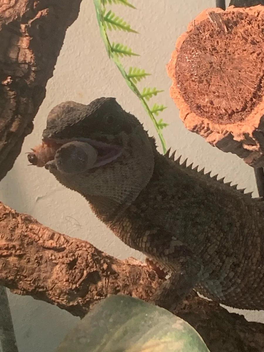 Female mountain horned dragon - Image 4
