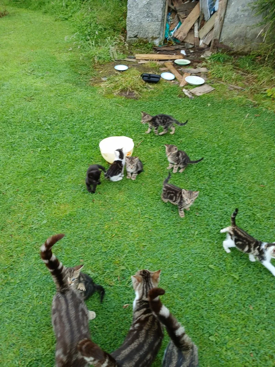 Kittens - Image 1