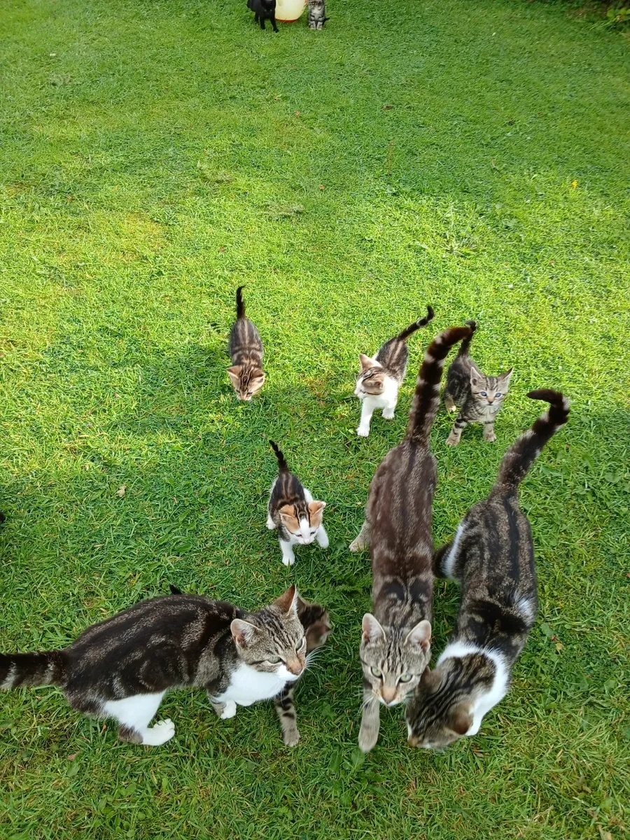 Kittens - Image 2