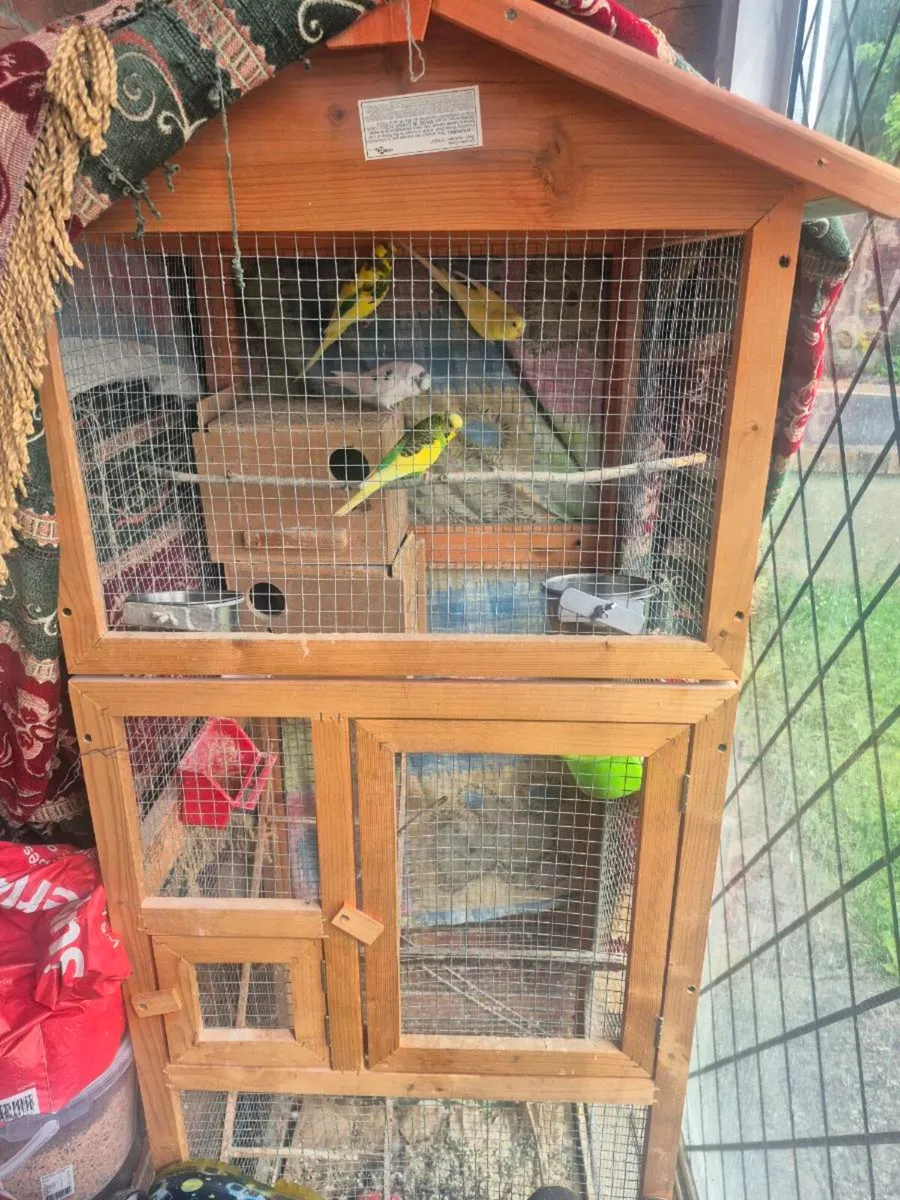 Birds - Image 1