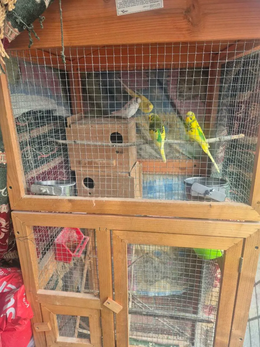 Birds - Image 2