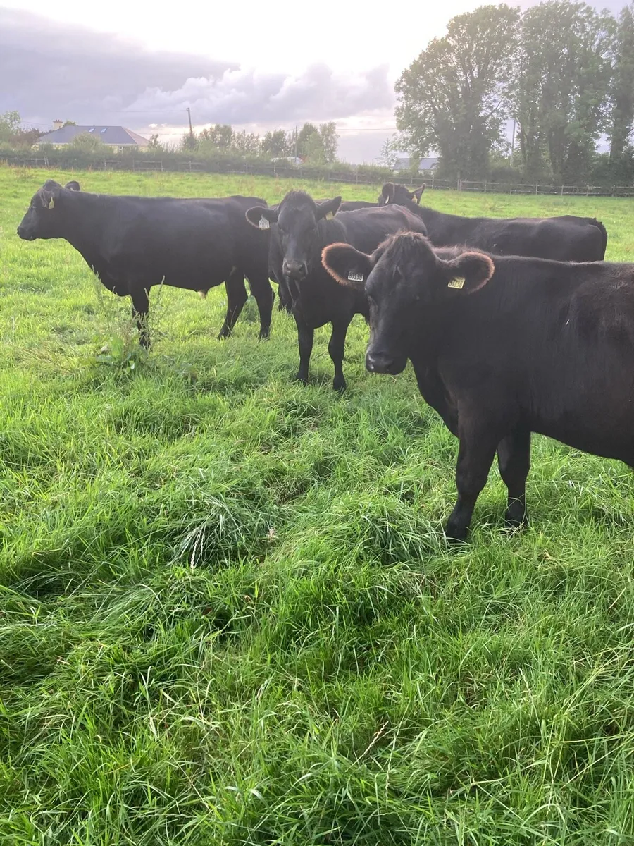 5 Super Aberdeen Angus Bullocks - Image 1