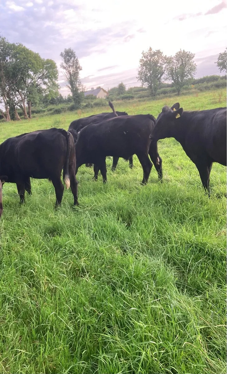 5 Super Aberdeen Angus Bullocks - Image 2