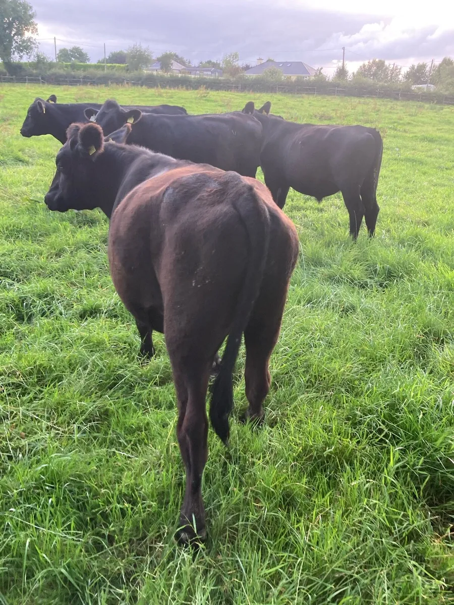 5 Super Aberdeen Angus Bullocks - Image 3