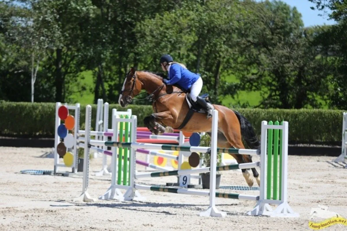 Horse for Sale - Image 1