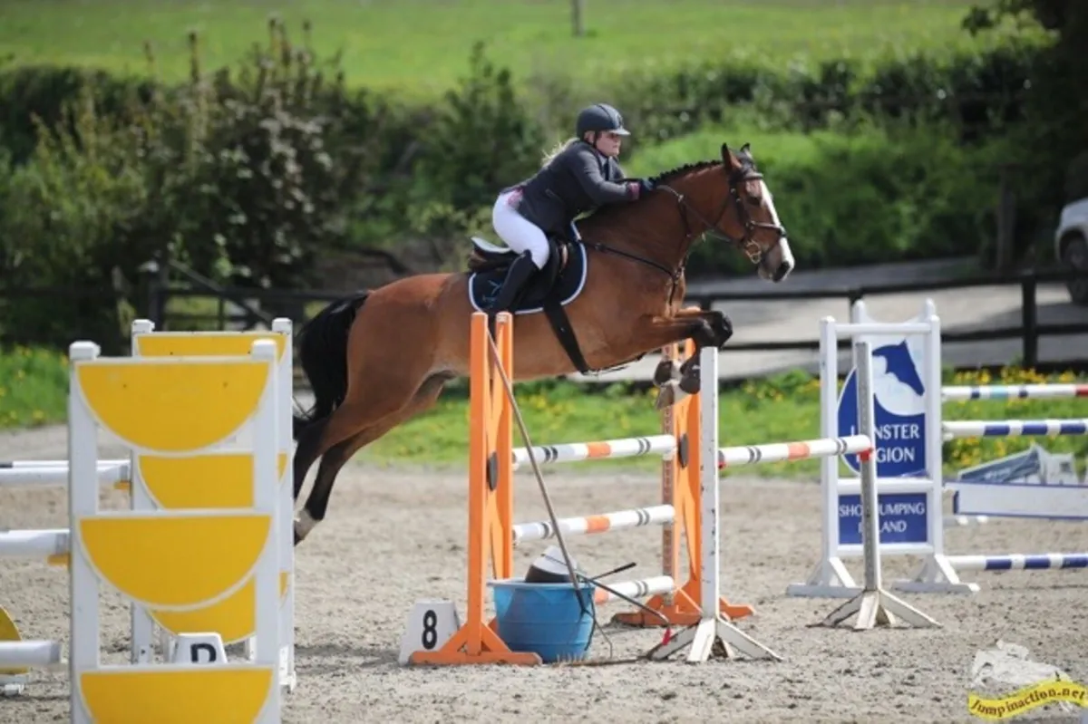 Horse for Sale - Image 2