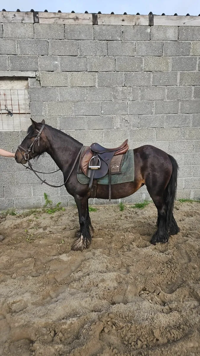 Super Kids Pony - Image 4