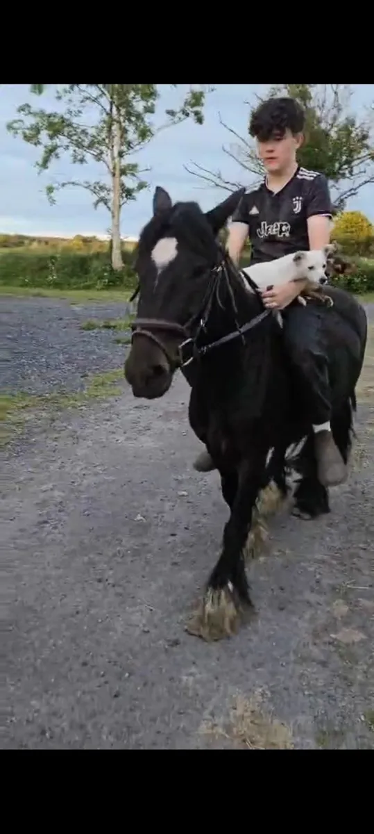 Super Kids Pony - Image 1
