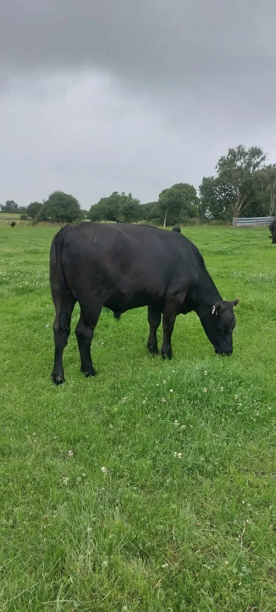 AA Bullocks - Image 2