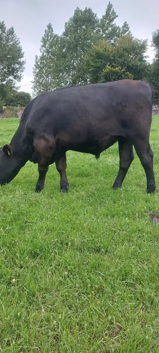 AA Bullocks - Image 3