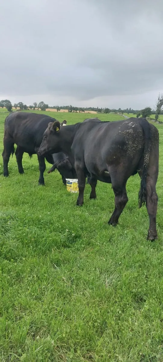 AA Bullocks - Image 4