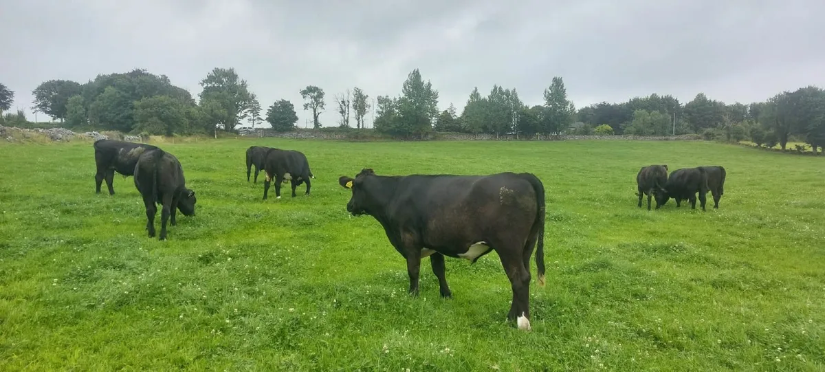 AA Bullocks - Image 1