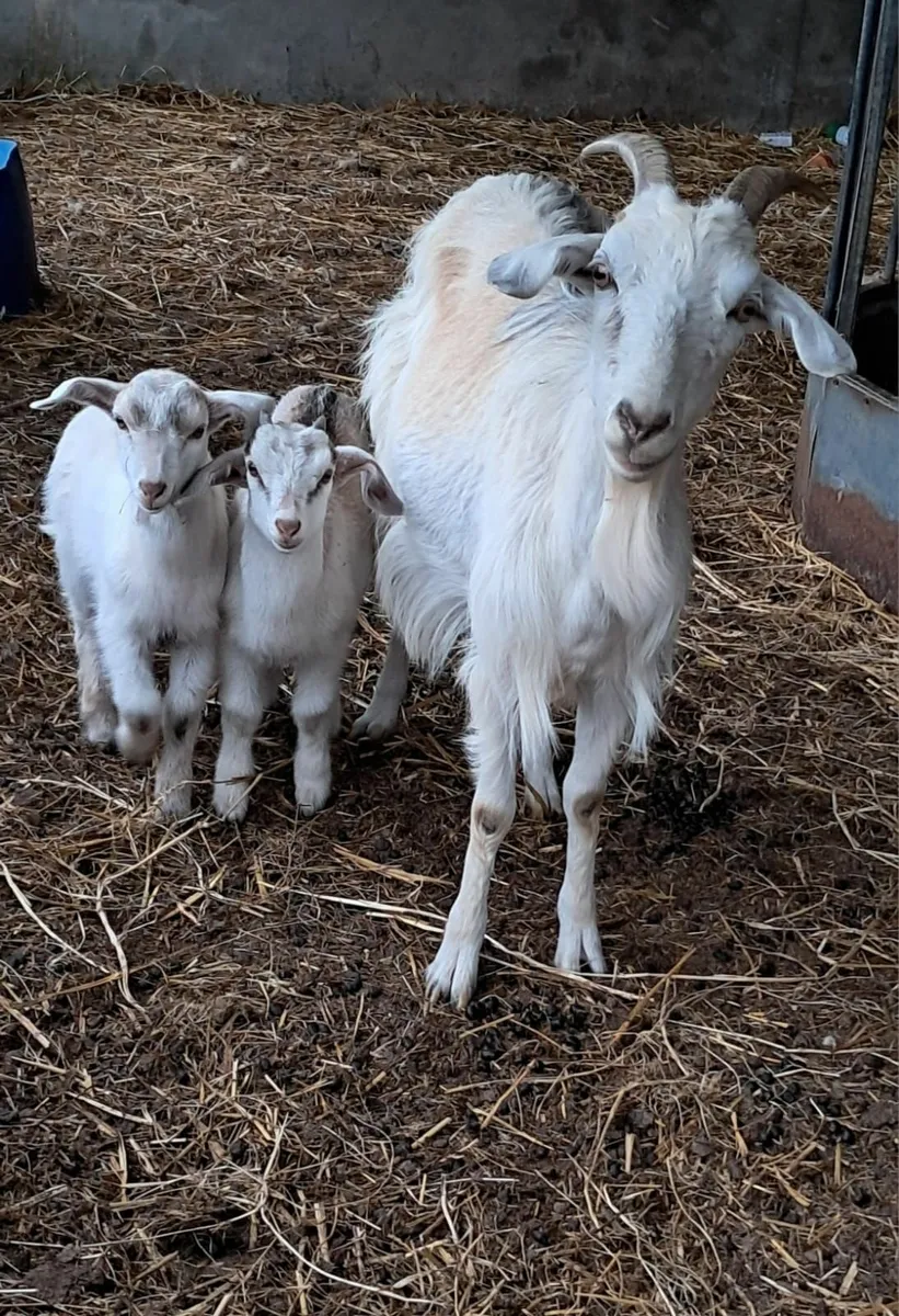 2 female goats and kids - Image 3