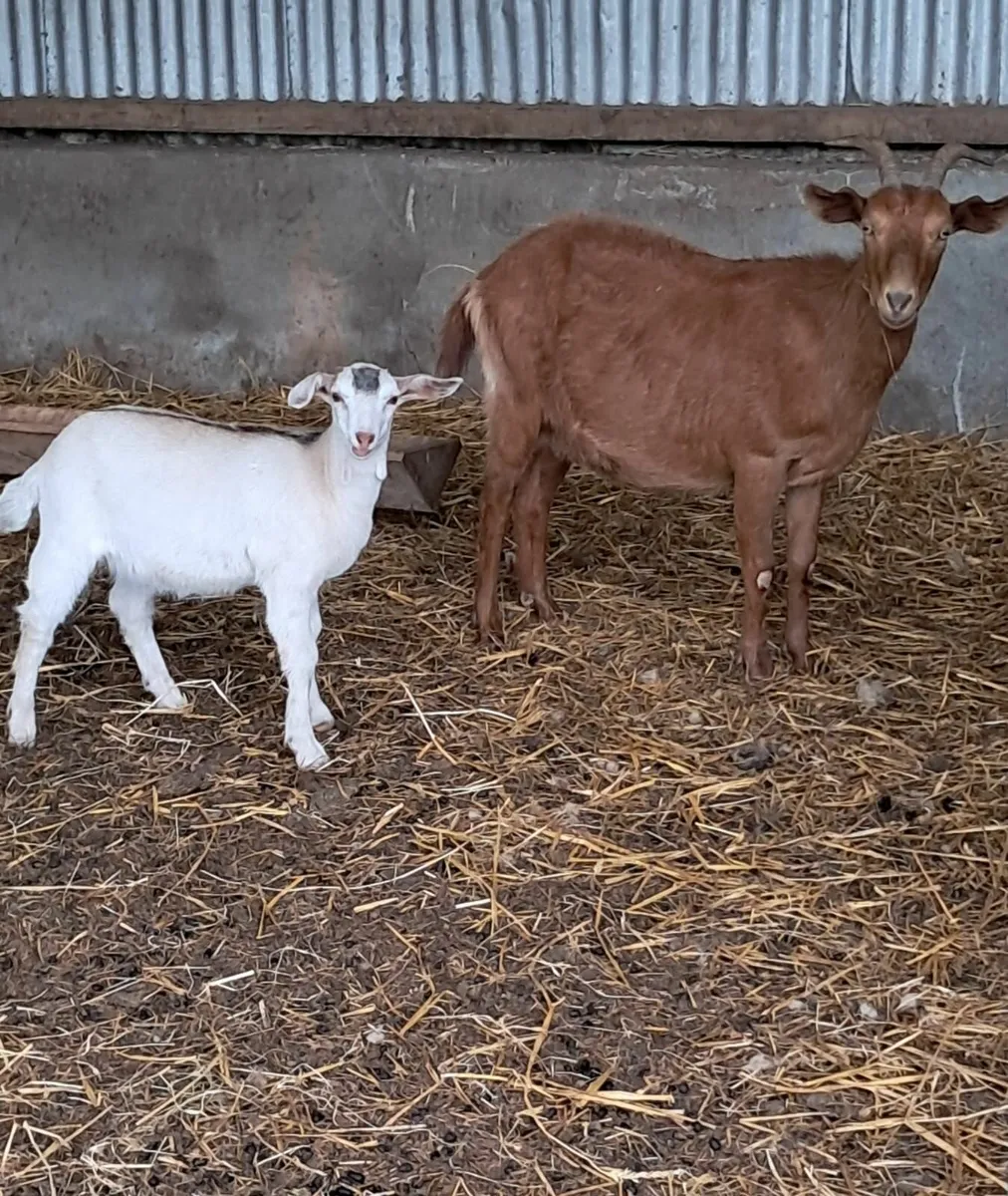 2 female goats and kids - Image 4