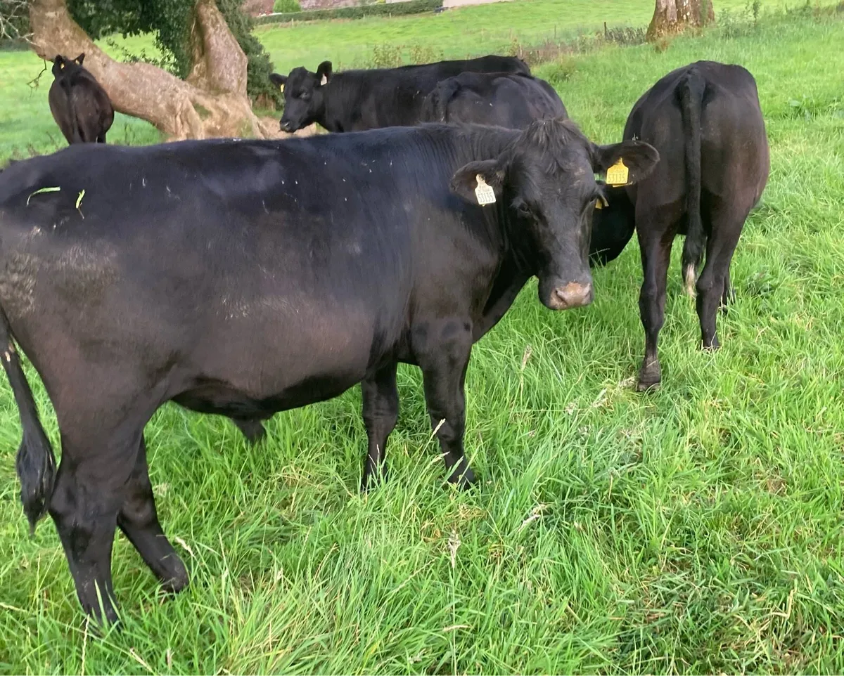 5 Super Aberdeen Angus Bullocks - Image 4