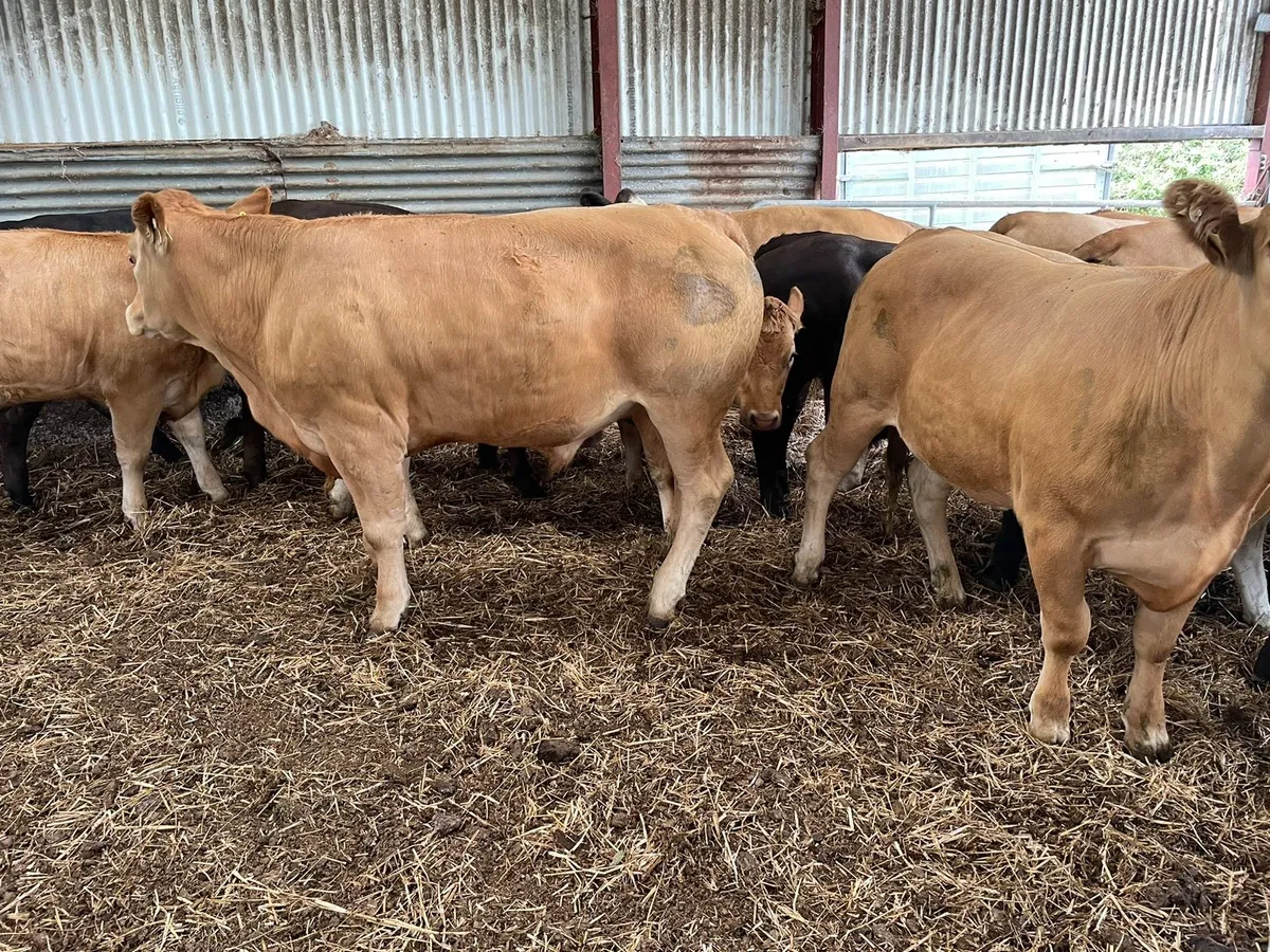 Organic BAX Store cattle - Image 1