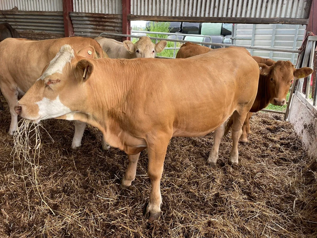 Organic BAX Store cattle - Image 2
