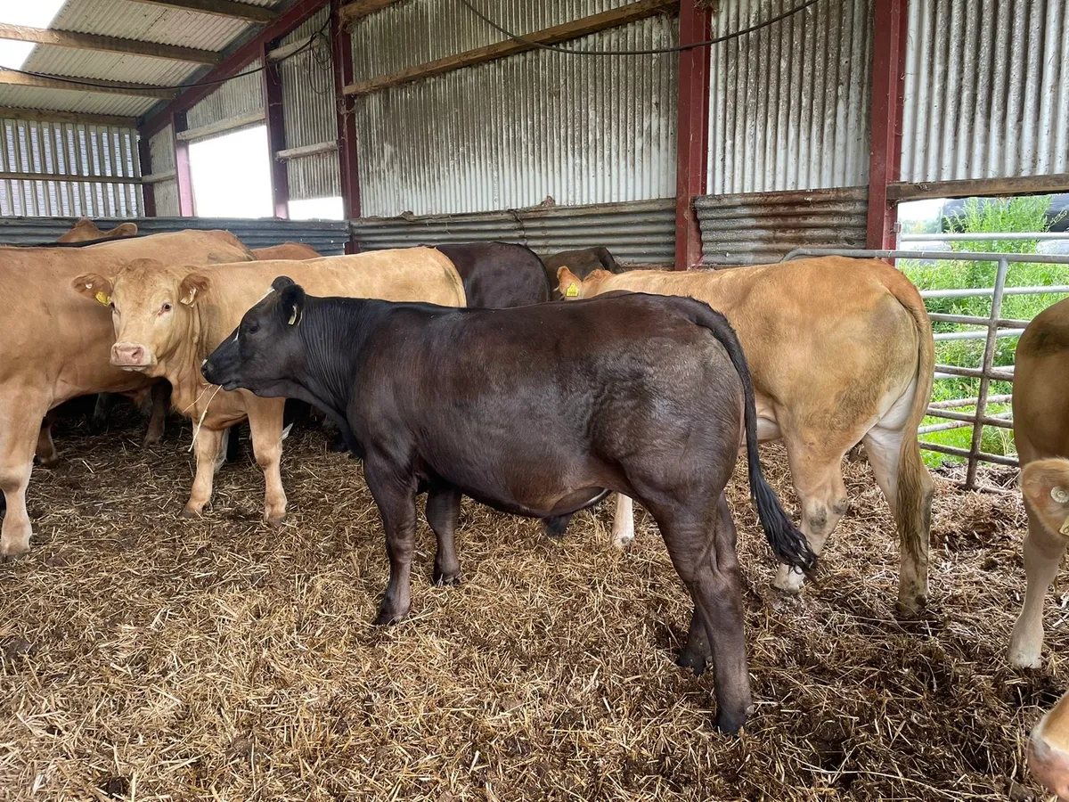 Organic BAX Store cattle - Image 3