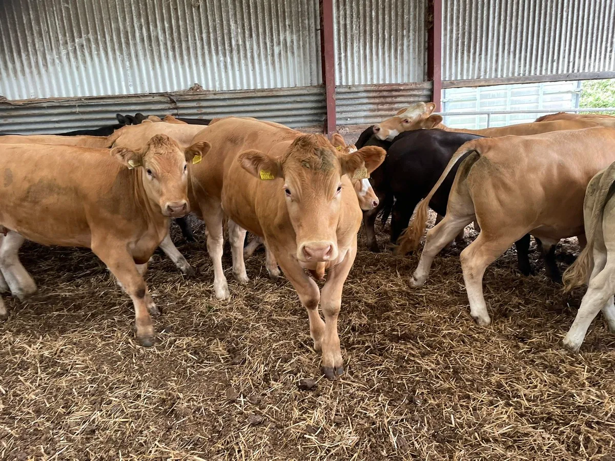Organic BAX Store cattle - Image 4