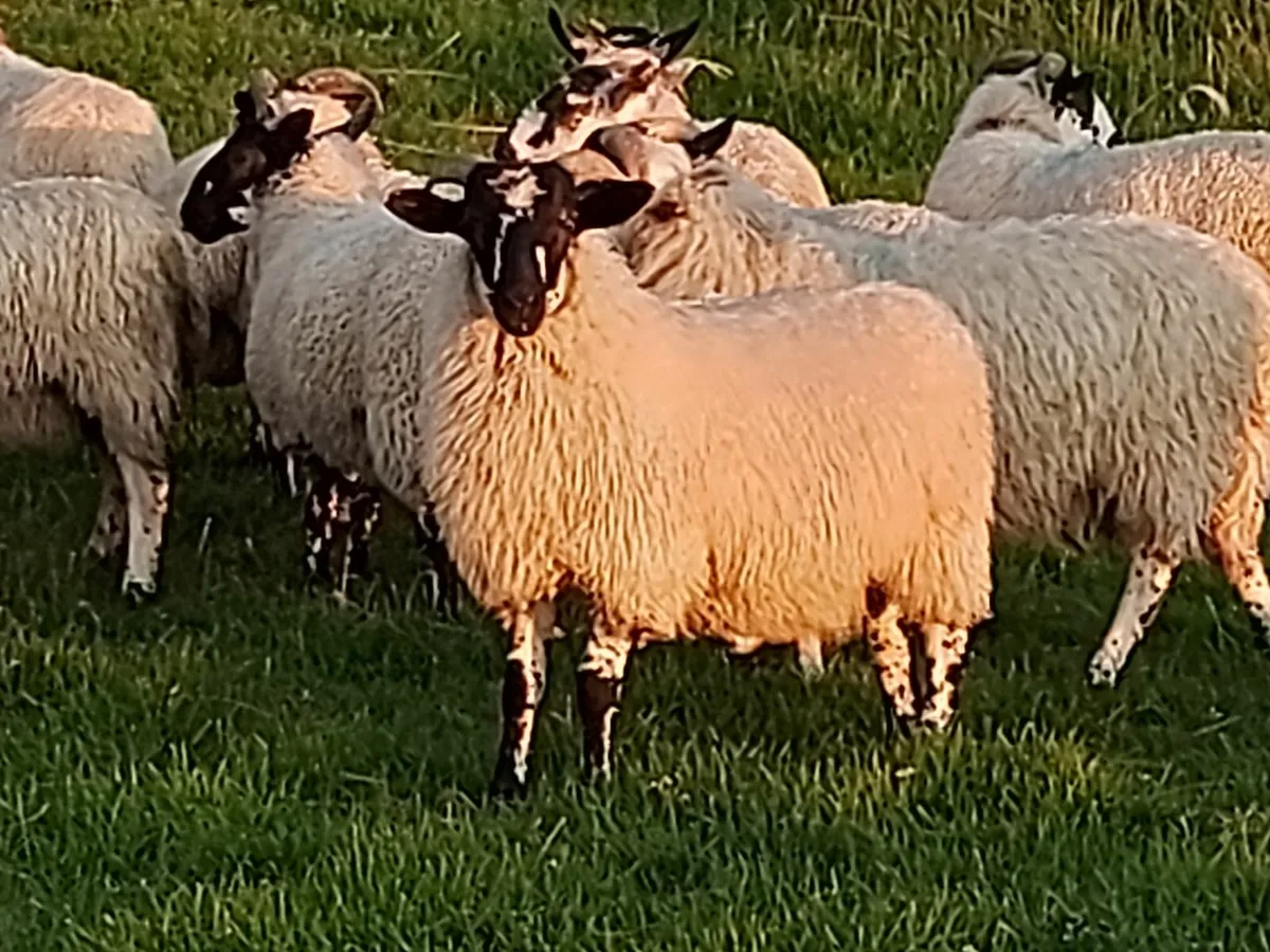 Ram Lambs - Image 3