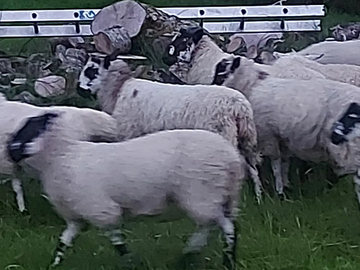 Ram Lambs - Image 4