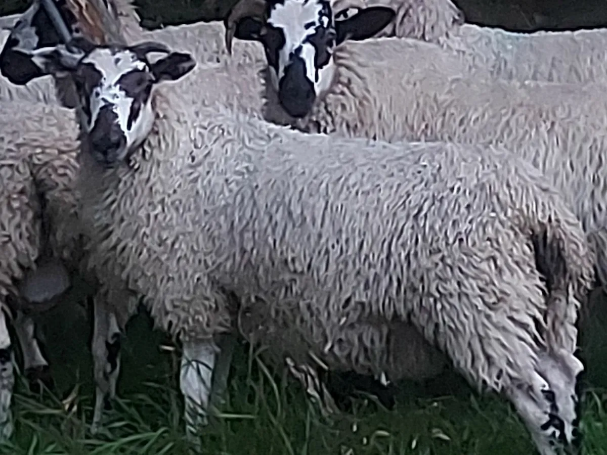 Ram Lambs - Image 1