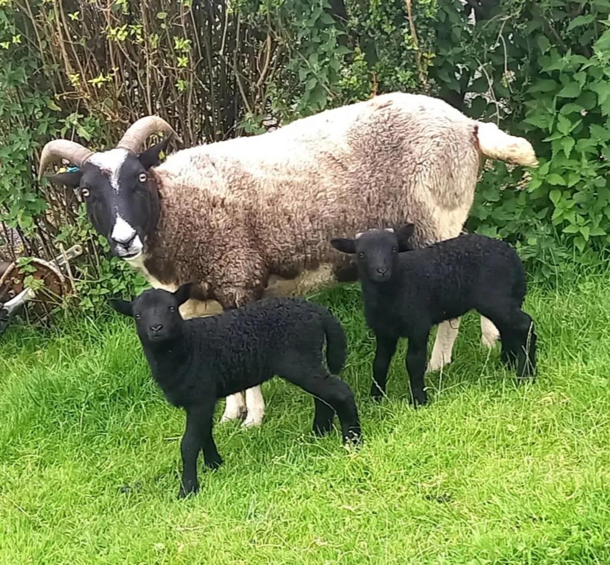 JACOB EWE WITH LAMBS AT FOOT