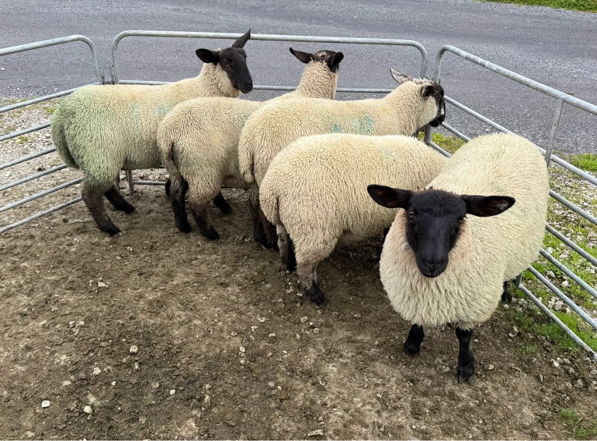 Suffolk Ewe Lambs - Image 1