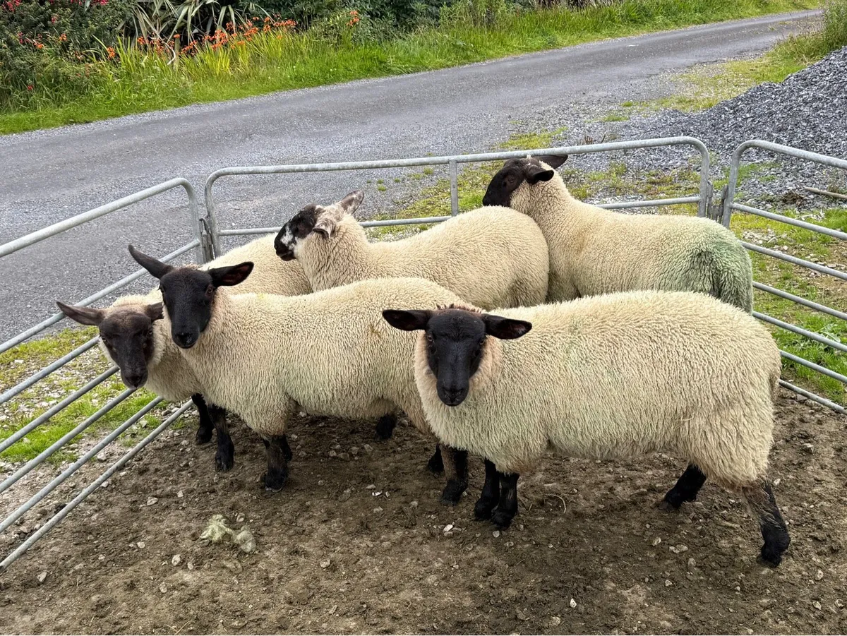 Suffolk Ewe Lambs - Image 2