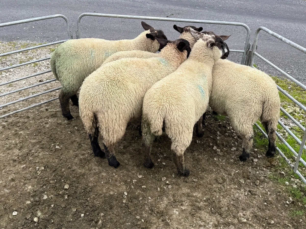 Suffolk Ewe Lambs - Image 3