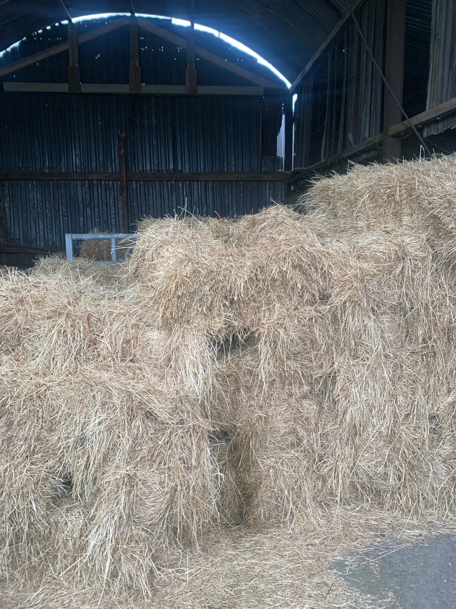 Hay - Image 1