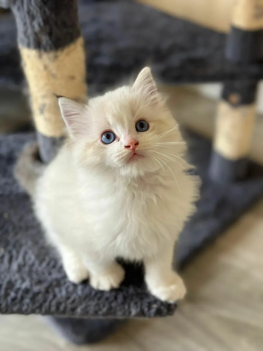 Ragdoll kittens - Image 1