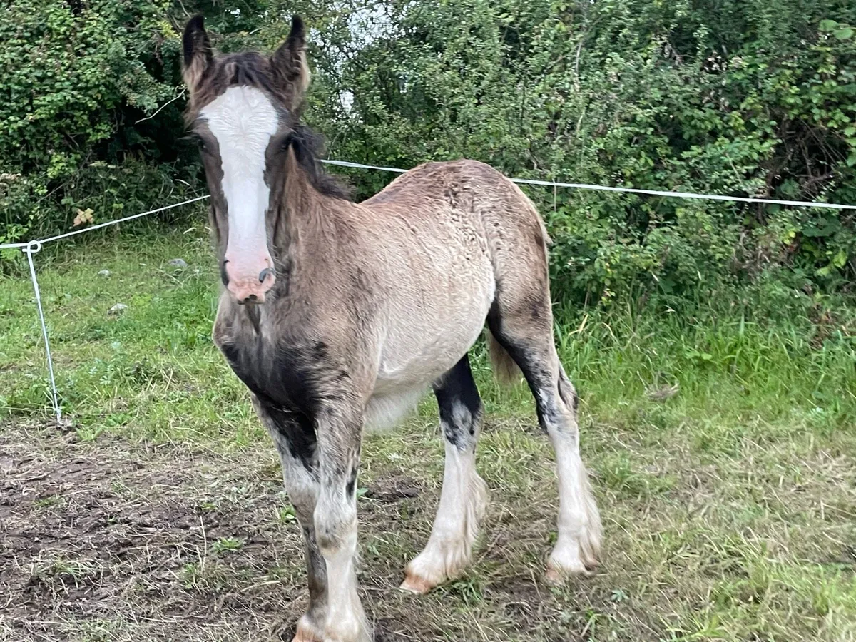 Filly - Image 1