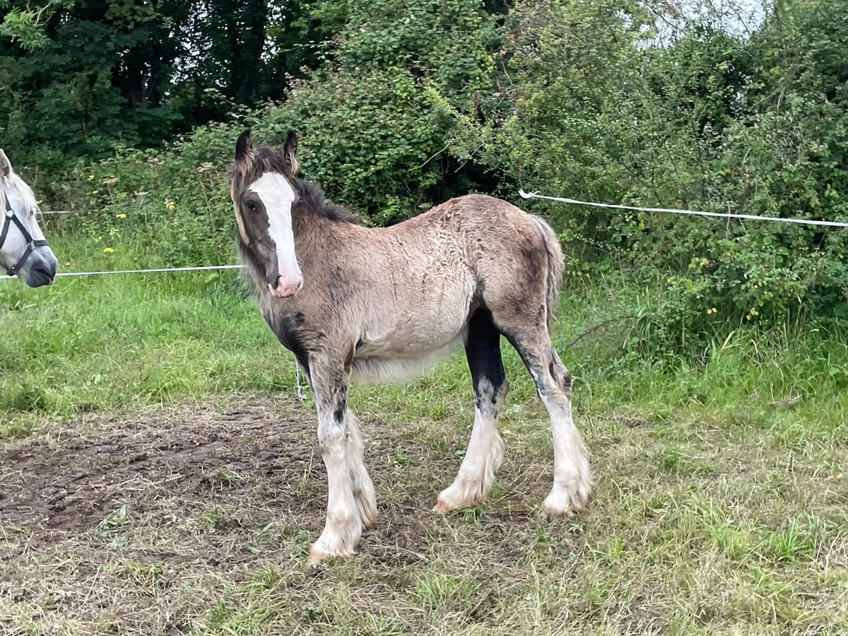 Filly - Image 4