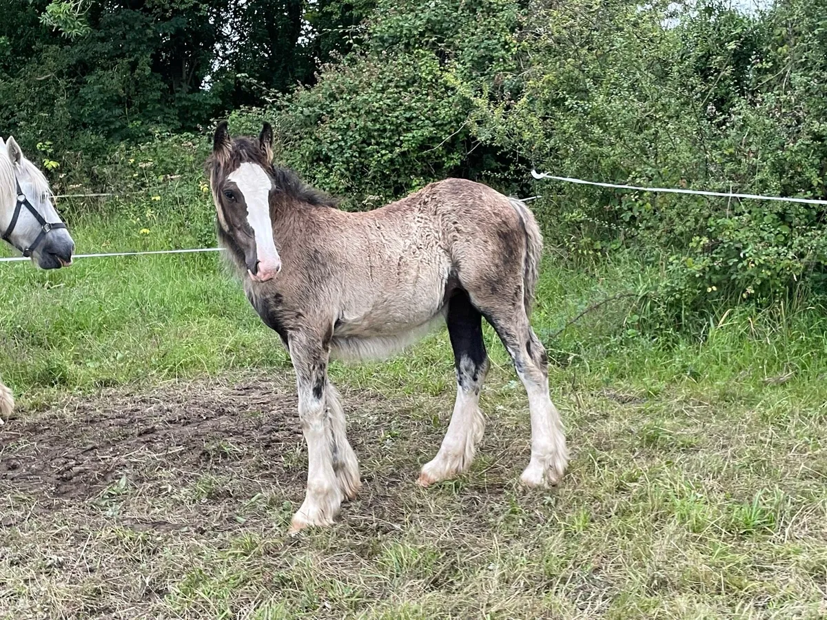 Filly - Image 3