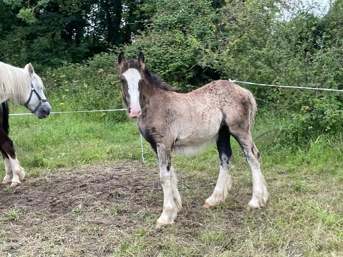 Filly - Image 2