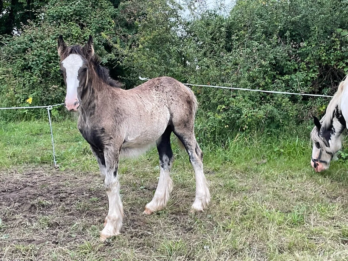 Heavy black filly - Image 4
