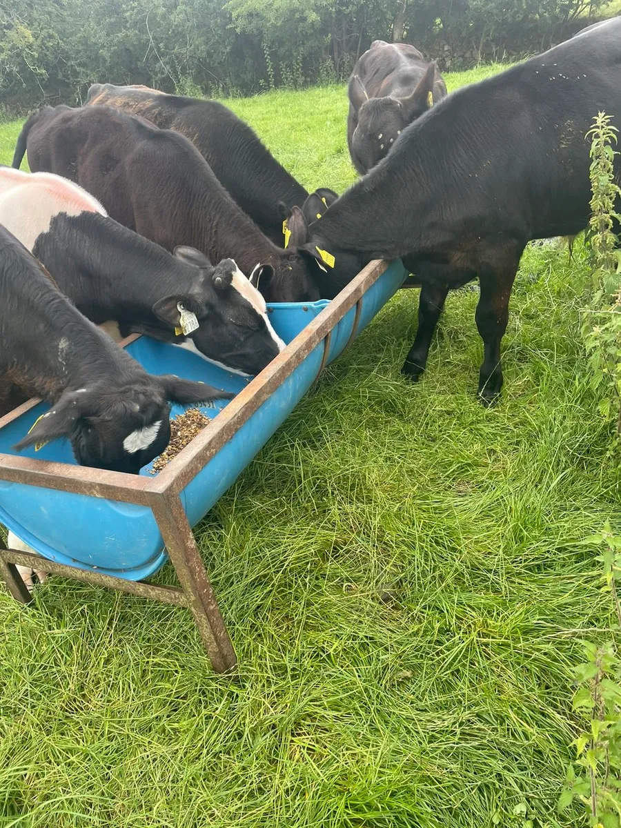 Weanling  bulls - Image 2