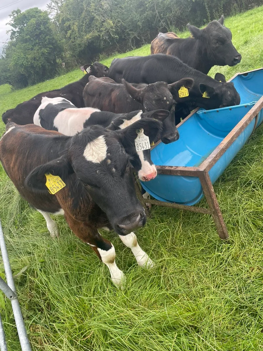 Weanling  bulls - Image 1