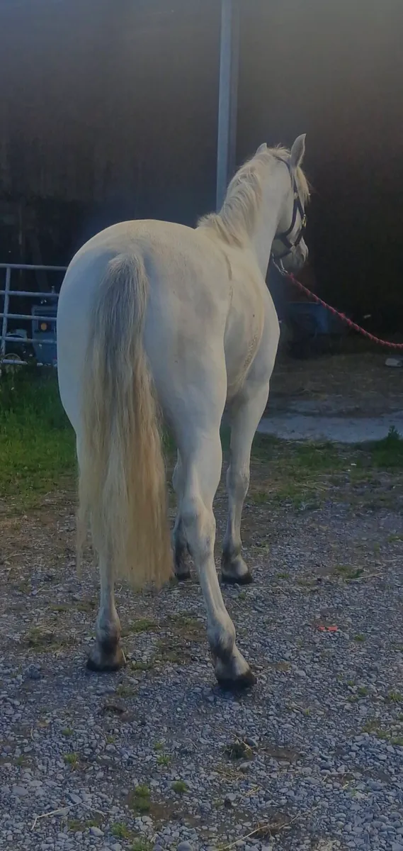 Pony - Image 2