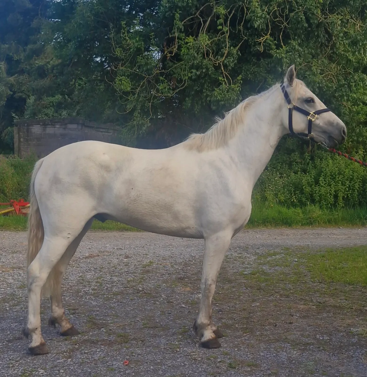 Pony - Image 1