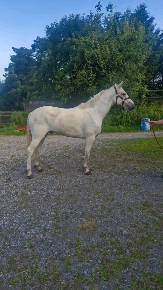 Pony - Image 4