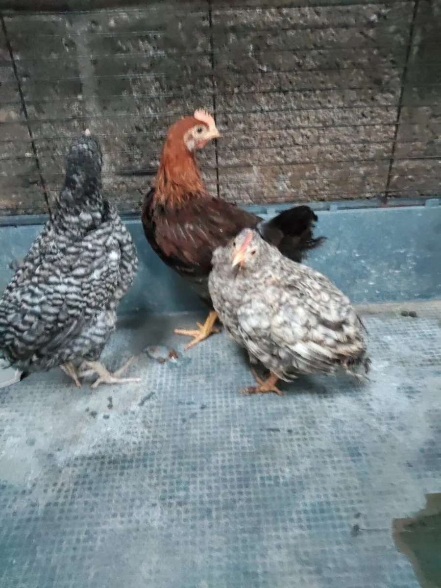 Pedigree Marin and welsummer cockerels for sale - Image 1