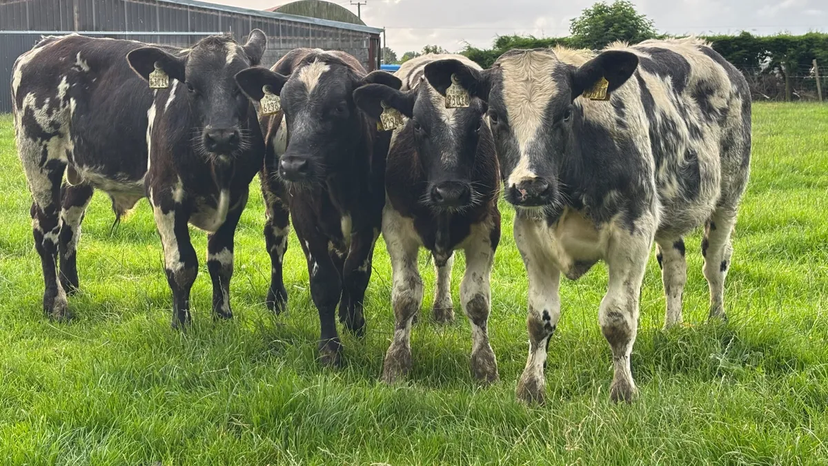 4 U Grade Belgian Blue Bull Wealings - Image 1