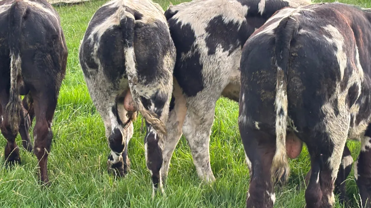 4 U Grade Belgian Blue Bull Wealings - Image 3
