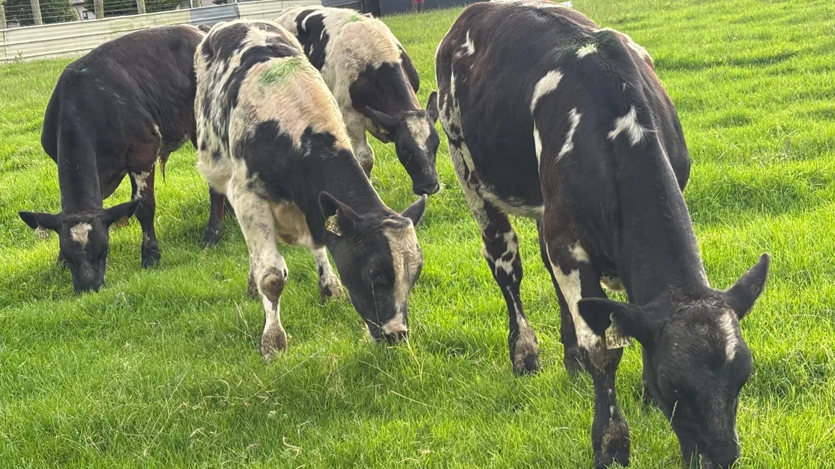 4 U Grade Belgian Blue Bull Wealings - Image 2