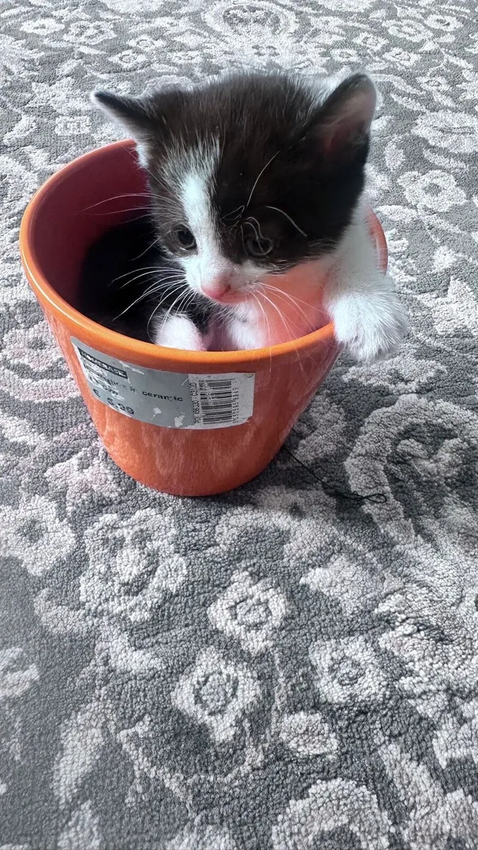 Kittens - Image 1
